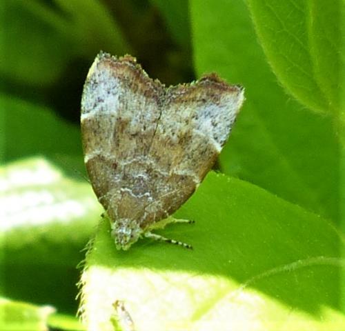 Réf. 228 459 : Choreutis nemorana